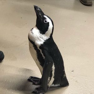 Meet your Posher, Gail